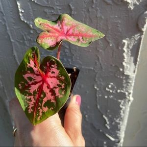 Carolyn Whorton Caladium